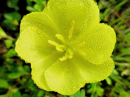 今朝の散歩で足下の花