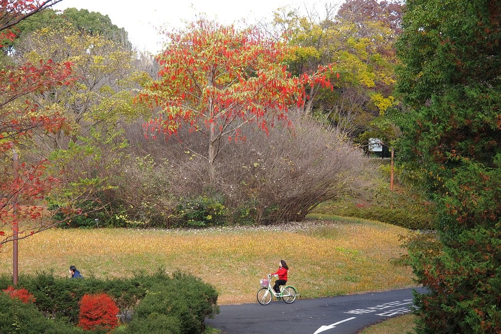 秋彩、紅来たる(2)