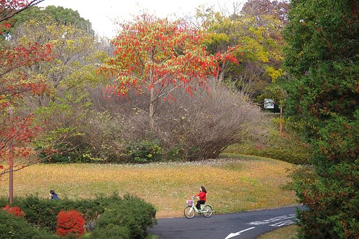 秋彩、紅来たる(2)