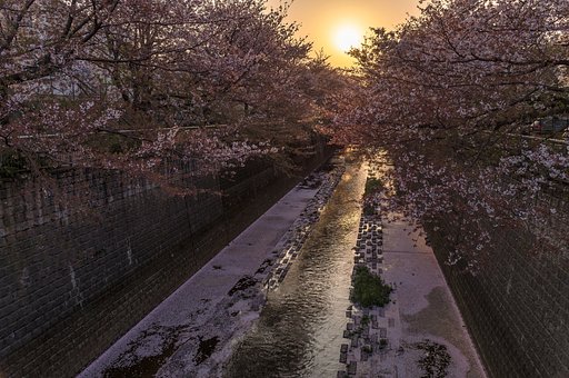 桜も終わり