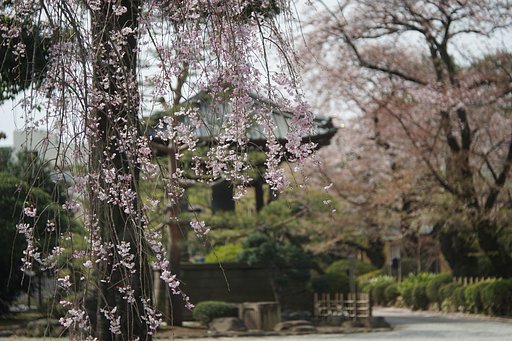 枝垂れ桜