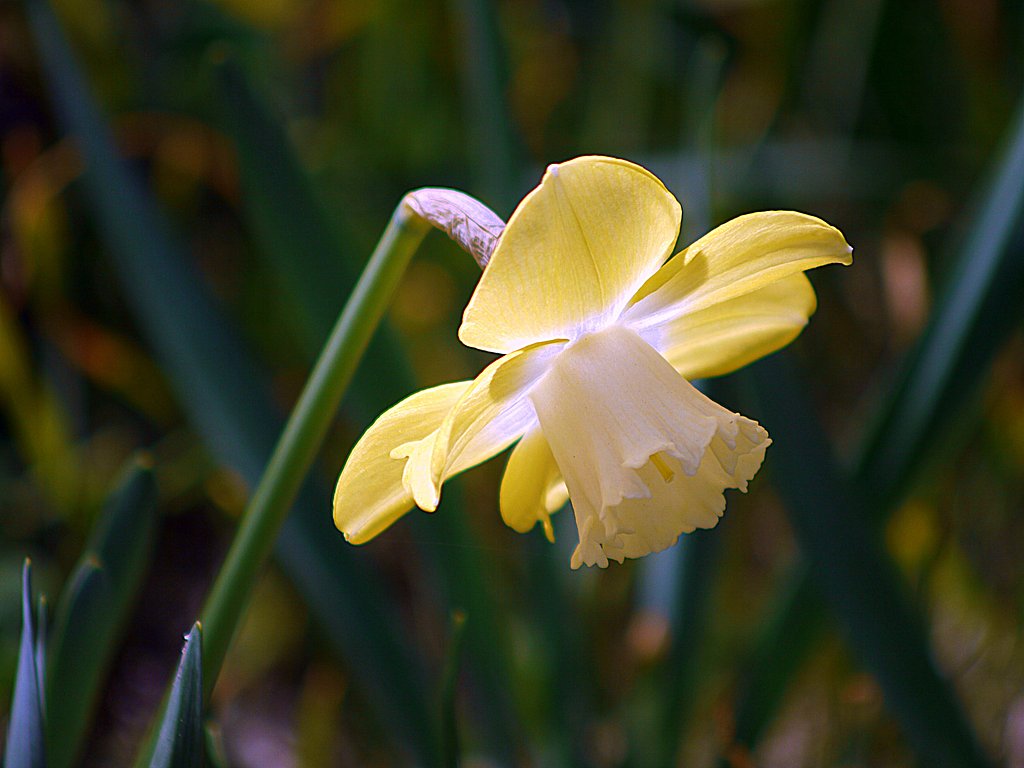 Canon FD70-210mmF4