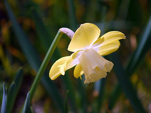 Canon FD70-210mmF4