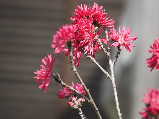 キクモモ