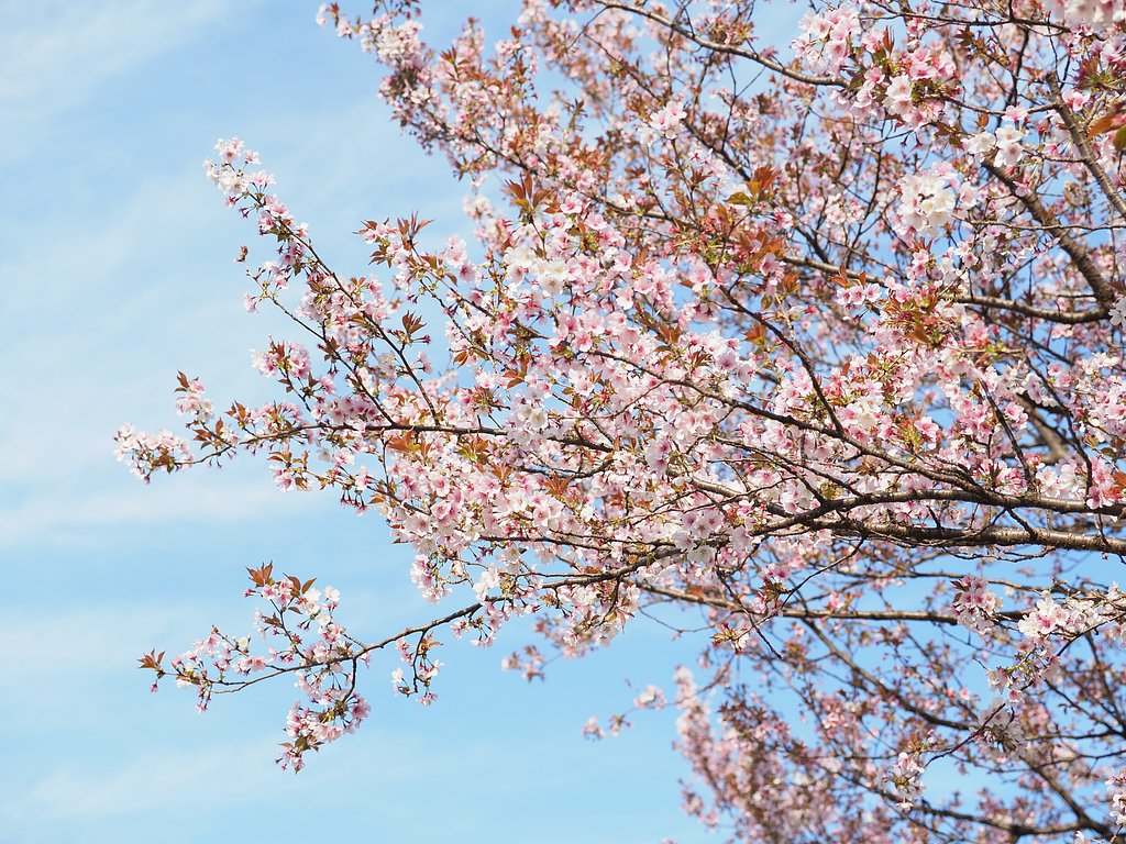 終わりの桜