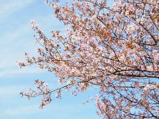 終わりの桜