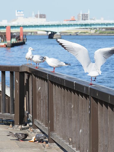 ポーカーフェイスは苦手だよ。