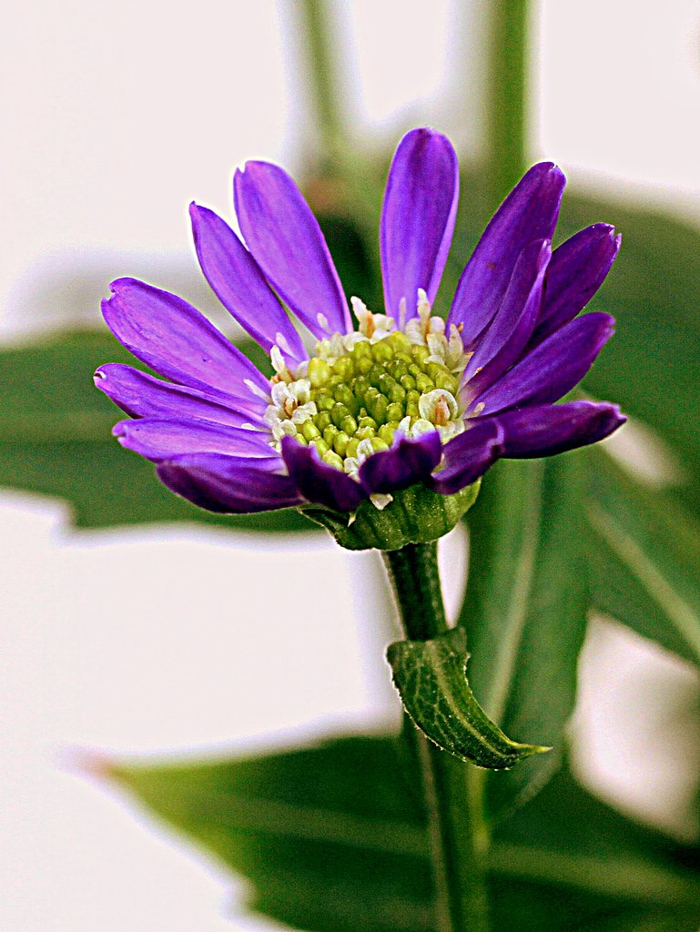 ムラサキ色の花