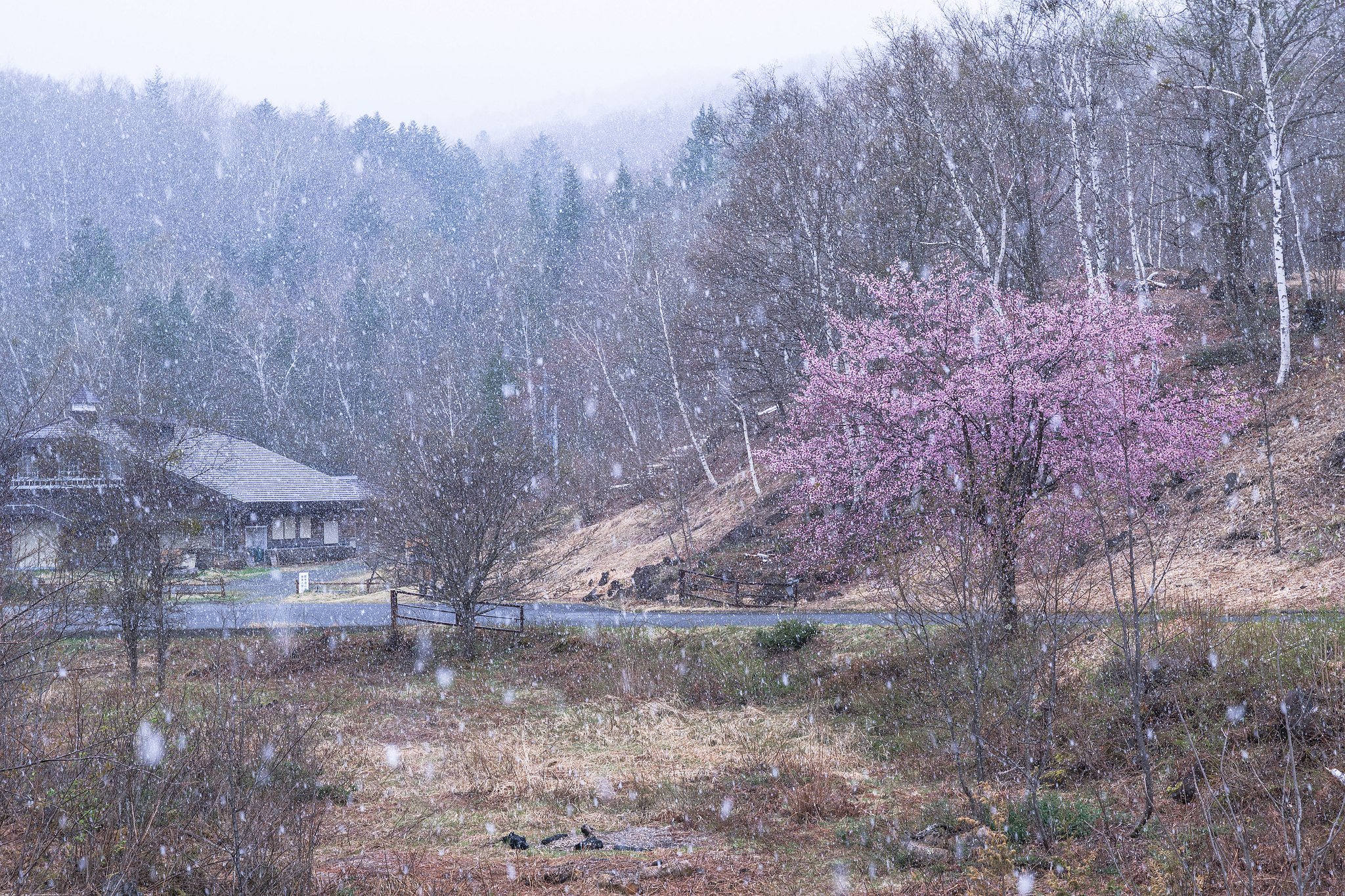 雪桜