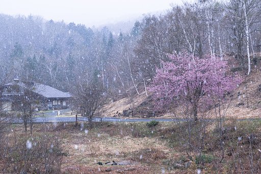 雪桜