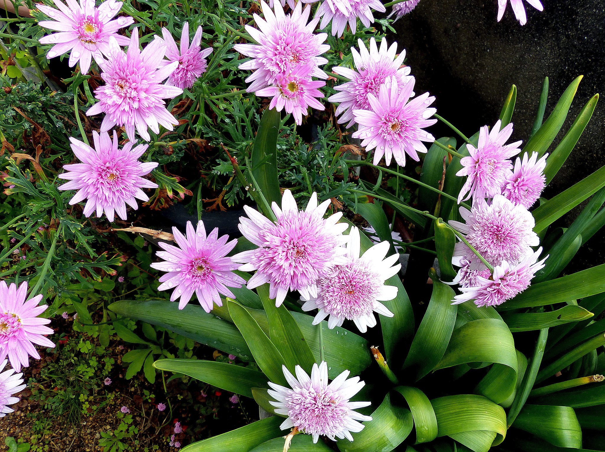 花の名前は❓
