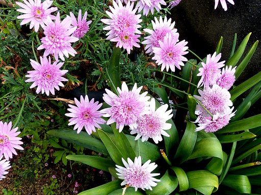 花の名前は❓