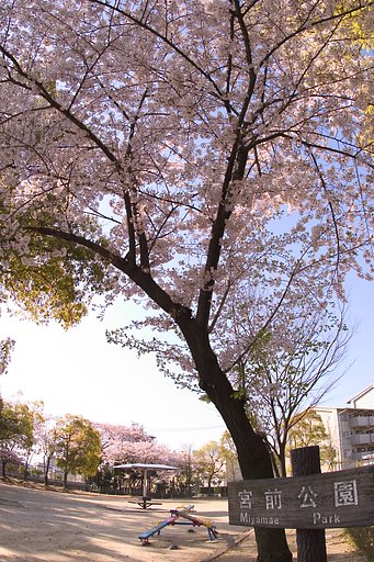朝散歩