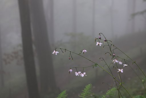 霧の森