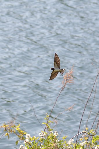 チュンバメ飛ぶ