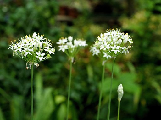 ニラの花