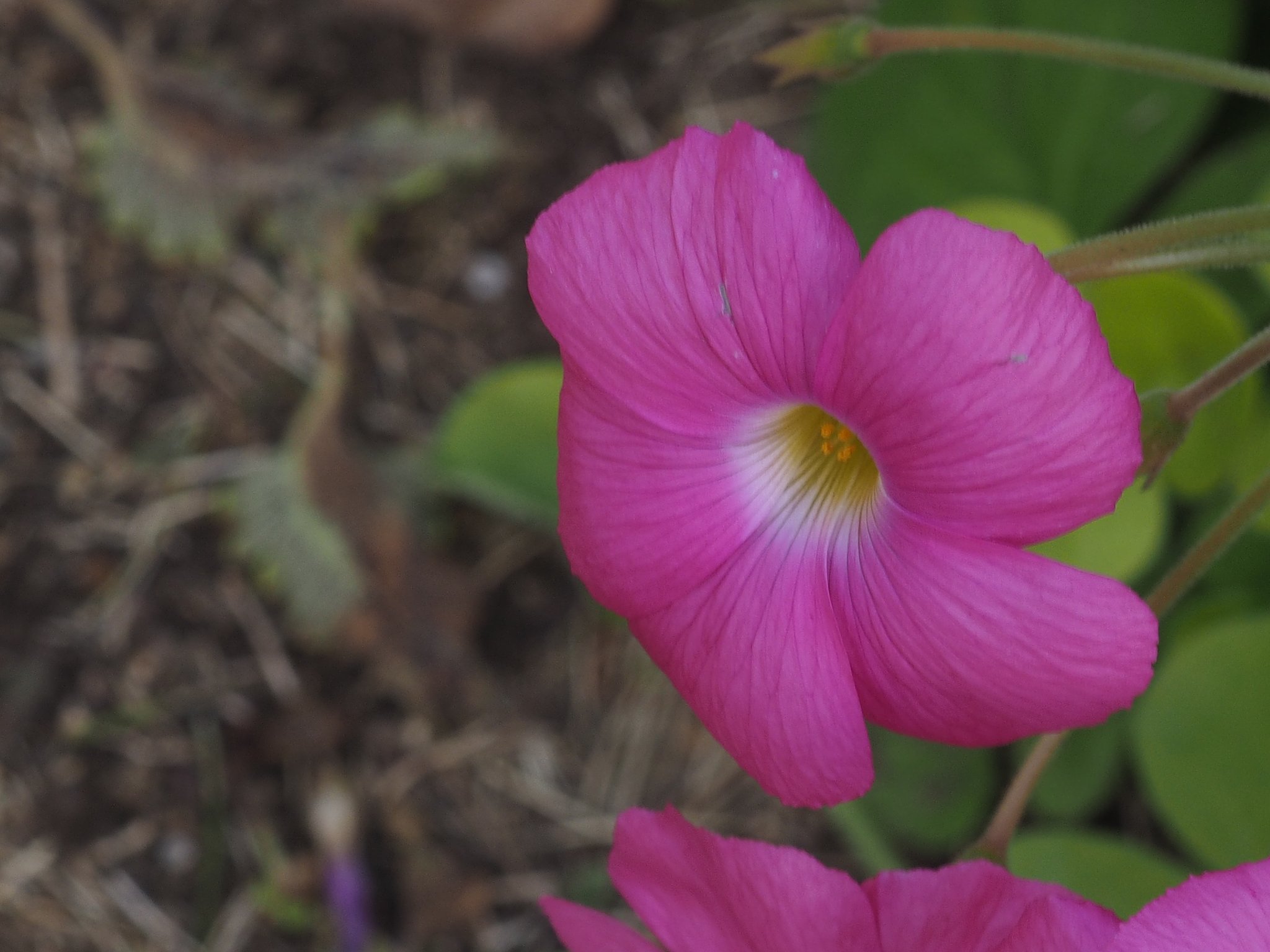 ZD35mmF3.5 macro+AdapterMMF-1