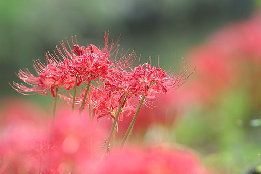 ある川の土手にて
