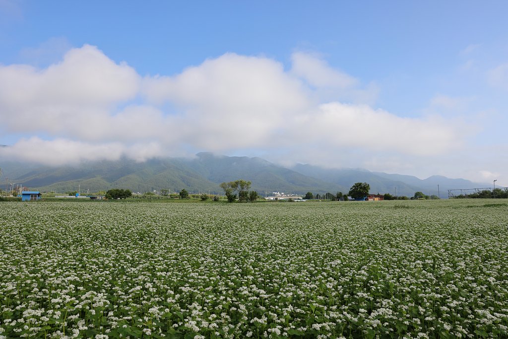 蕎麦畑の朝