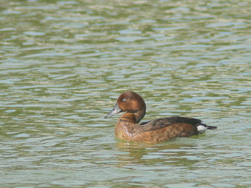珍鳥メジロガモ
