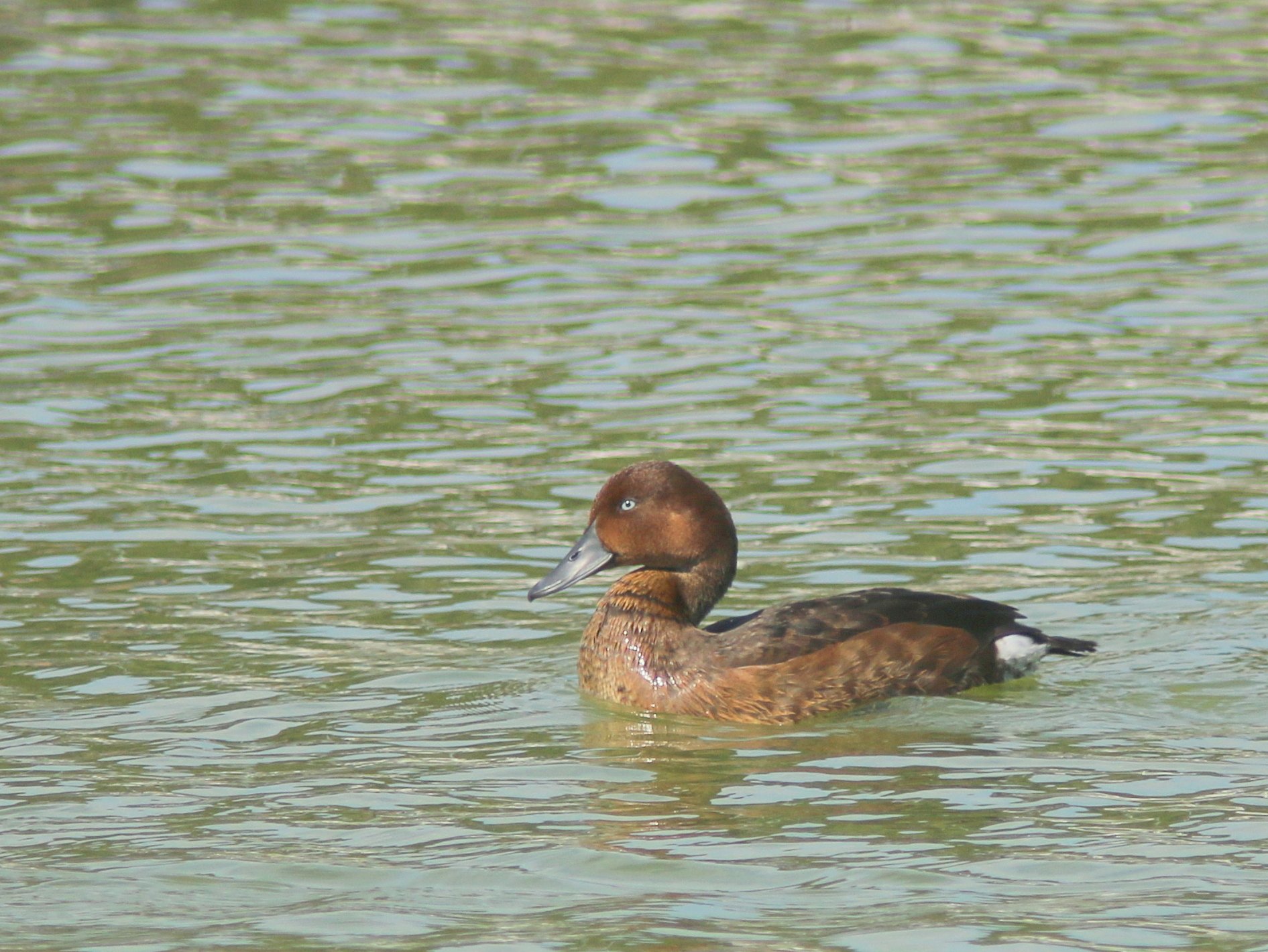 珍鳥メジロガモ