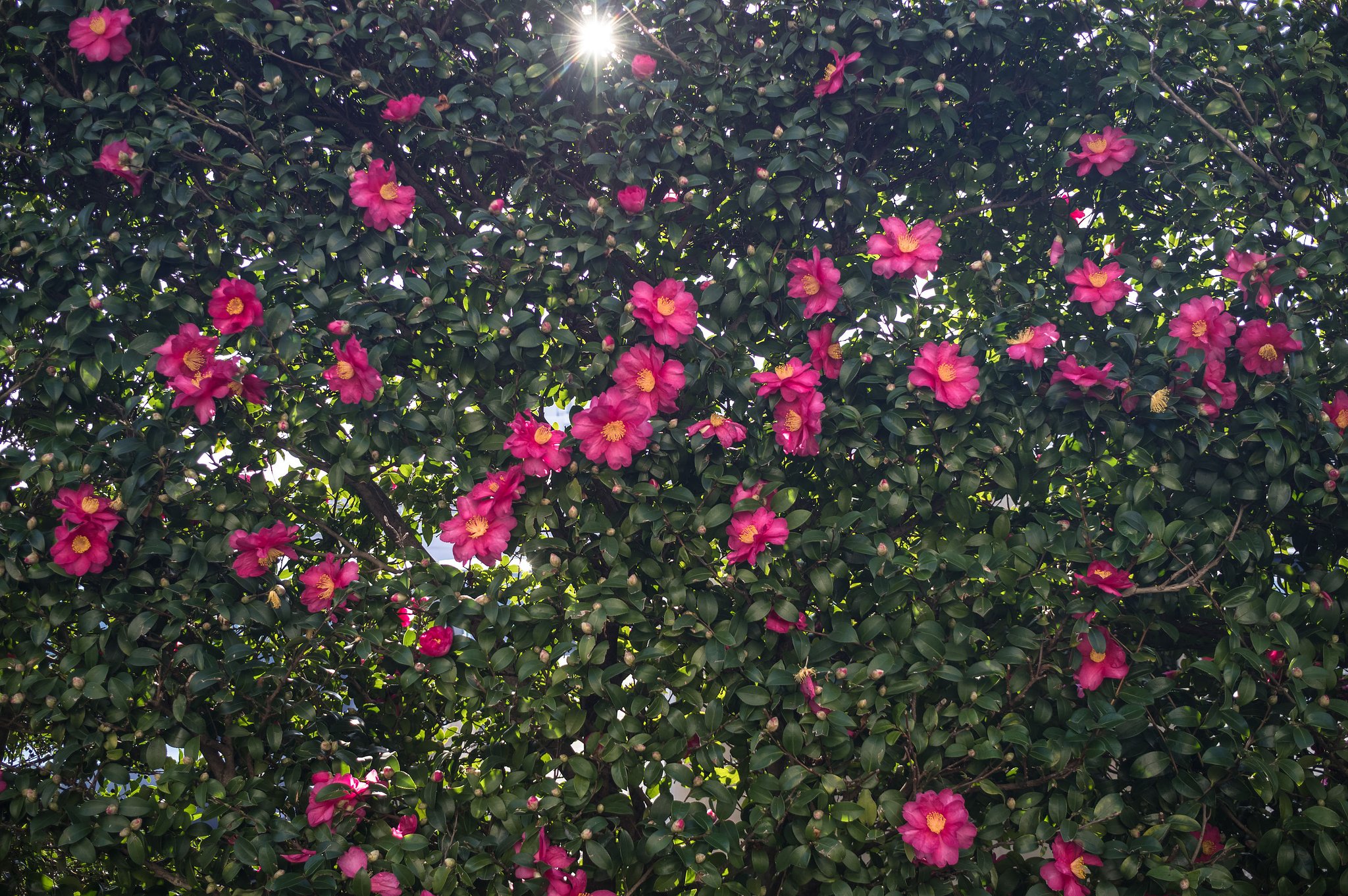 山茶花柄