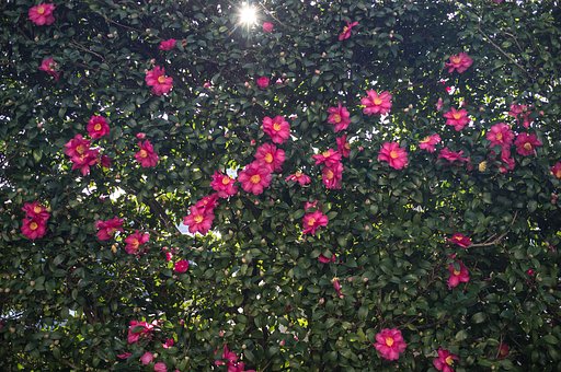山茶花柄