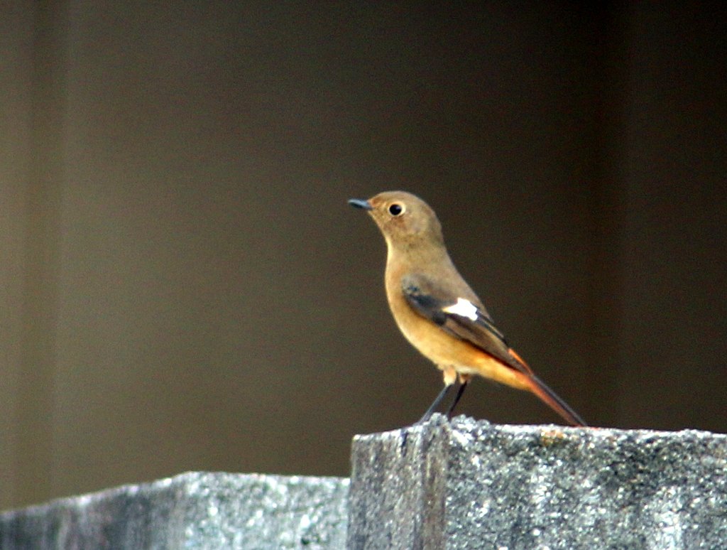 【秋】に必ず来る鳥