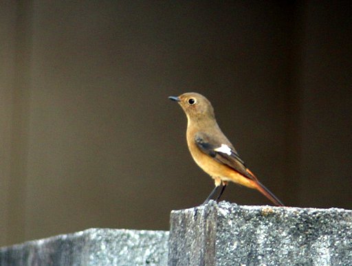 【秋】に必ず来る鳥