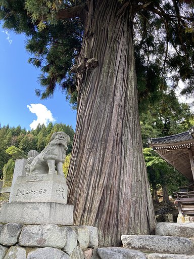 アシオスギ