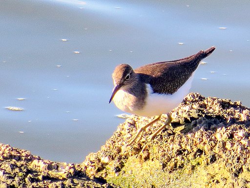 遠くの岩の上の鳥