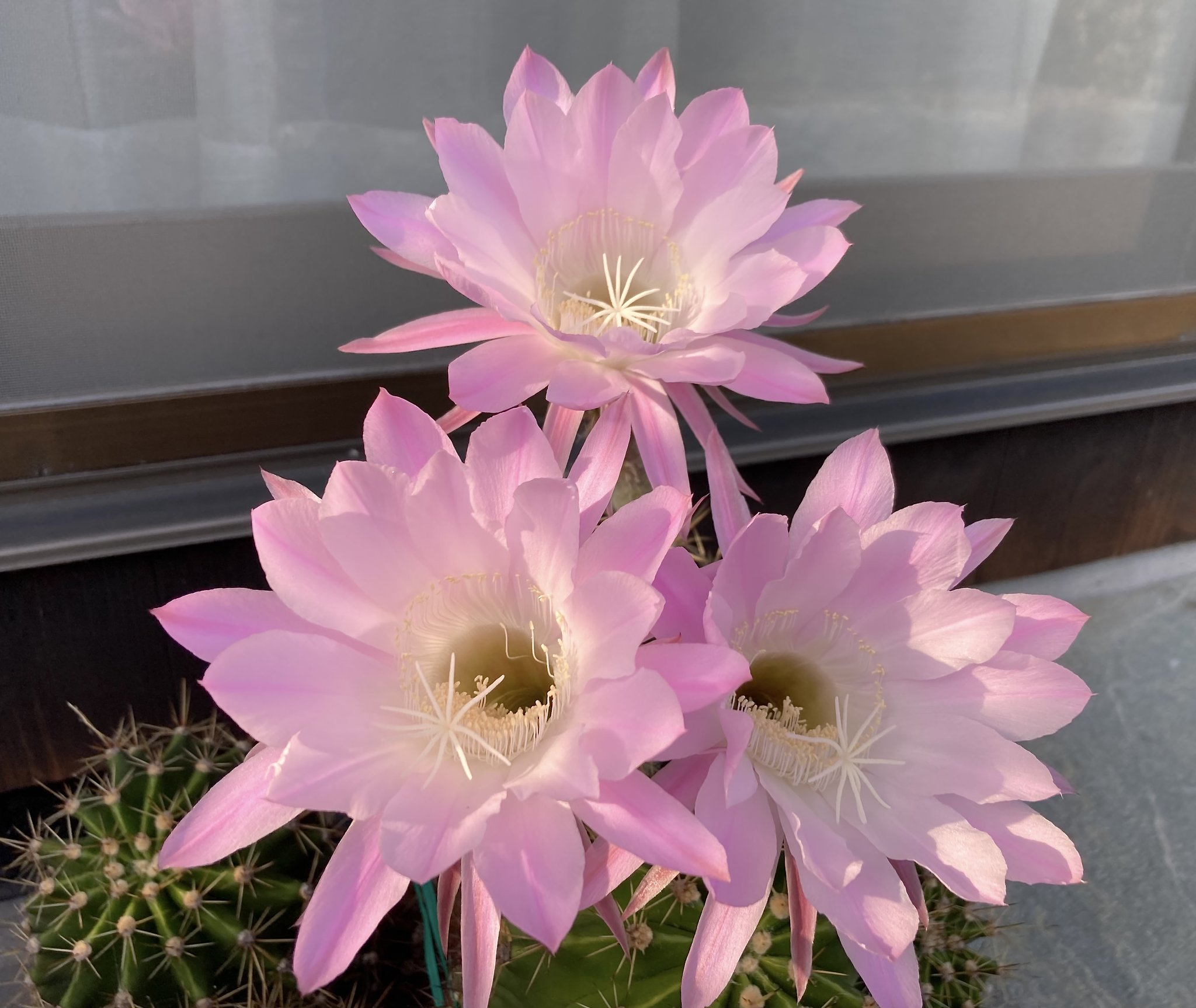 サボテンの花