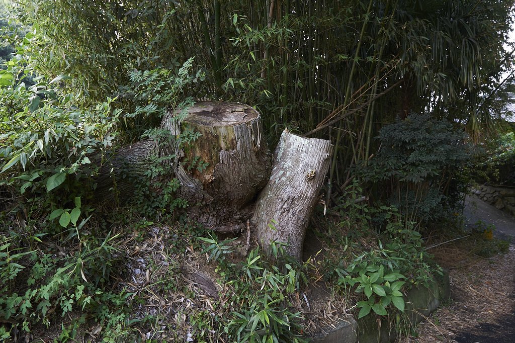 雑感