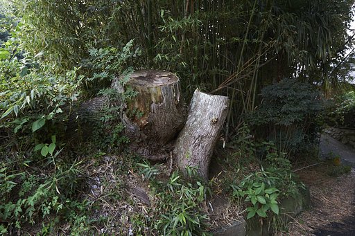 雑感