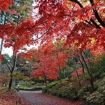 紅葉