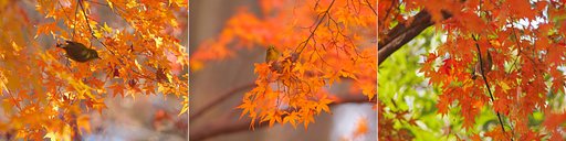 秋彩、モミジの居場所