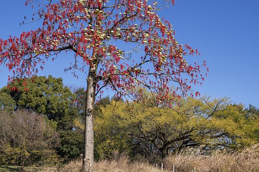 イイギリとセンダン