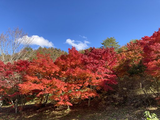 満開-２