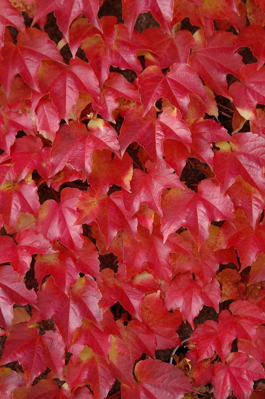 紅いばかりで