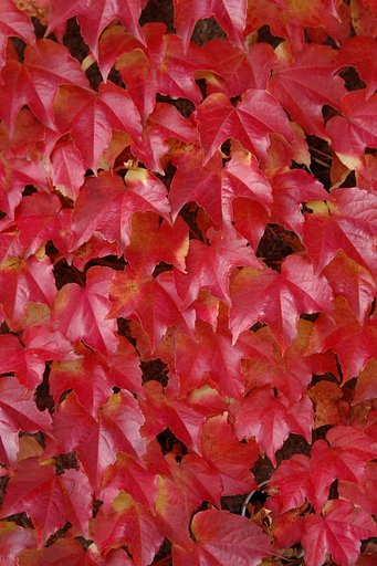 紅いばかりで