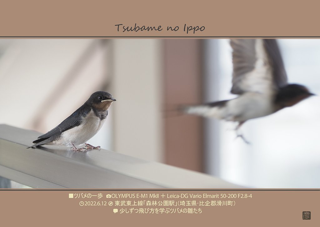 ツバメの家族(4/5)～ツバメの一歩～