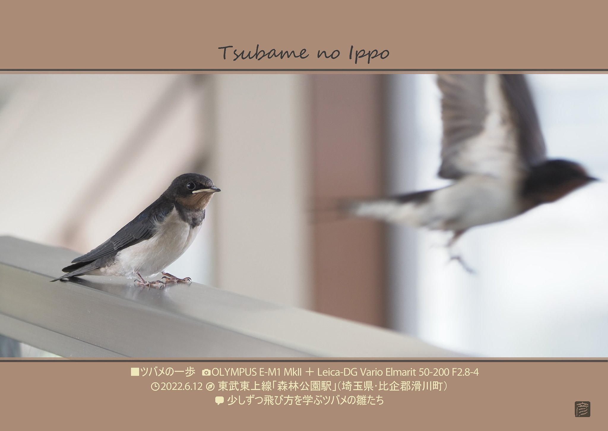 ツバメの家族(4/5)～ツバメの一歩～