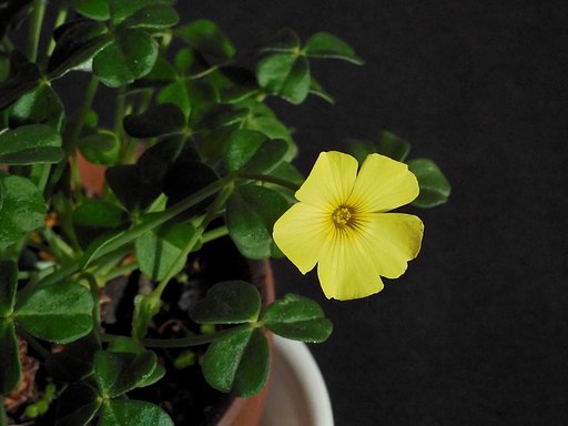 1月13日の写真