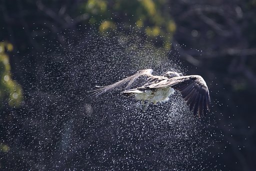 ぶるるんミサゴン