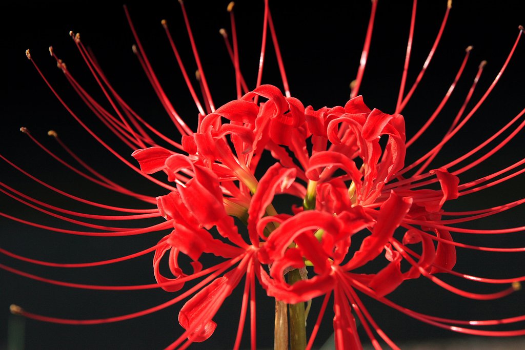 真紅