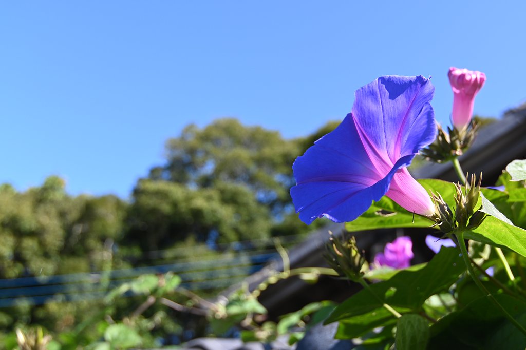 小春日和