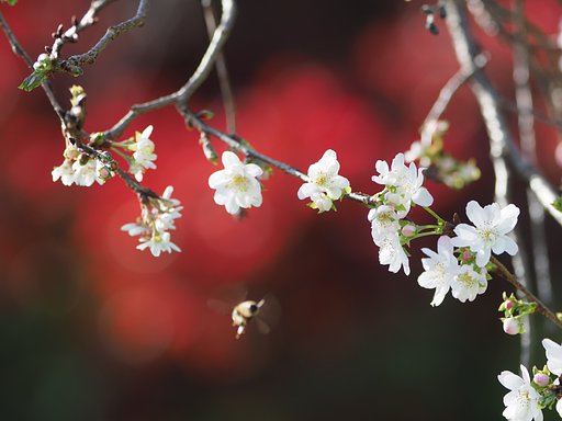 虻蜂撮らず