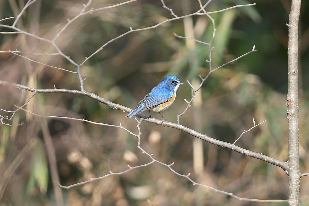 幸せの青い鳥