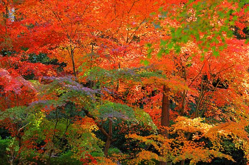 11月18日の写真