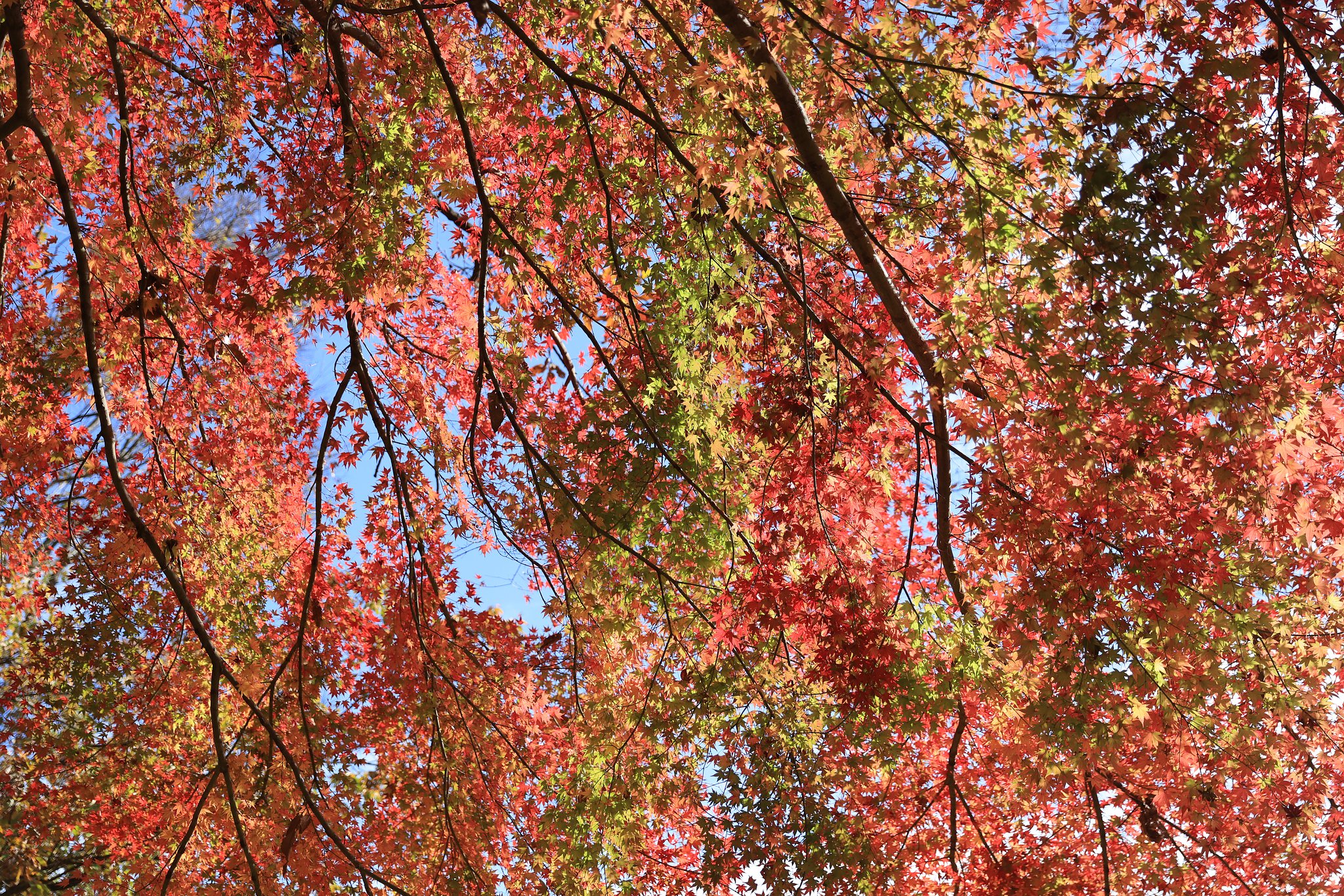 降り注ぐ紅葉